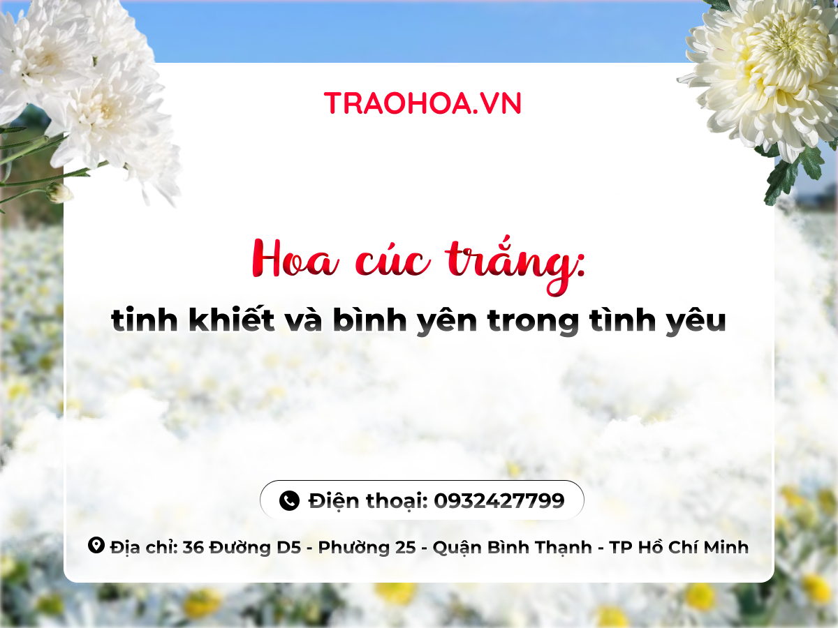 HOA CÚC TRẮNG: TINH KHIẾT VÀ BÌNH YÊN TRONG TÌNH YÊU