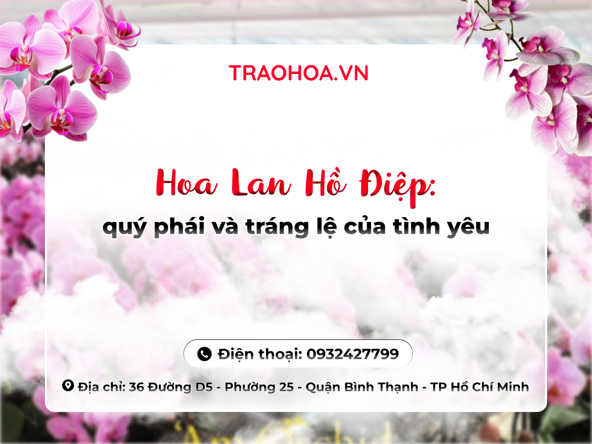 HOA LAN HỒ ĐIỆP: QUÝ PHÁI VÀ TRÁNG LỆ CỦA TÌNH YÊU