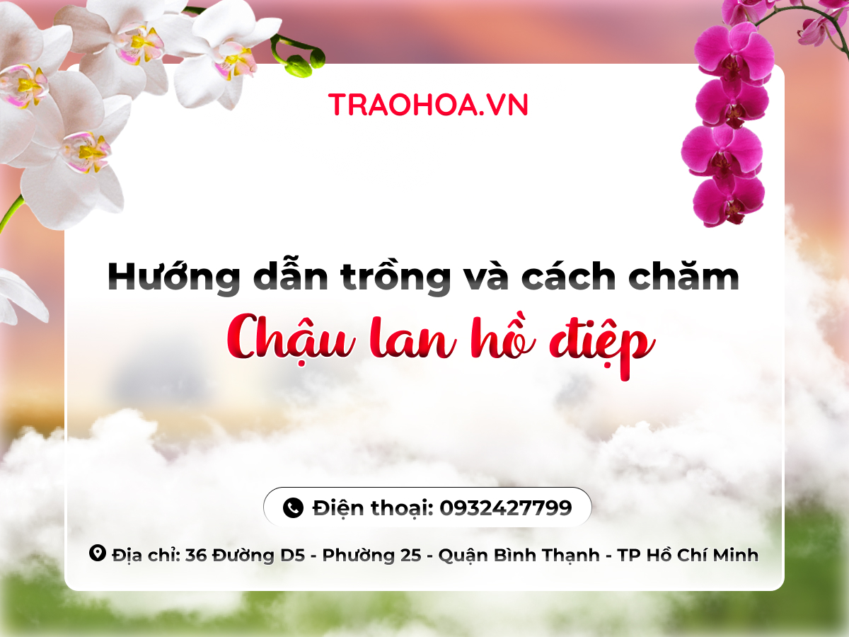 Hướng dẫn trồng và cách chăm chậu lan hồ điệp