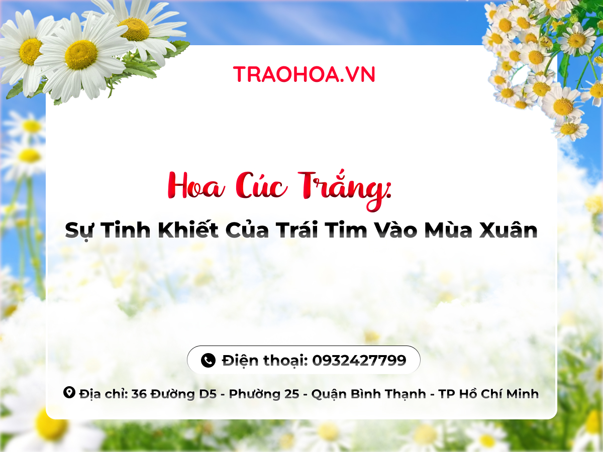 Hoa Cúc Trắng: Sự Tinh Khiết Của Trái Tim Vào Mùa Xuân