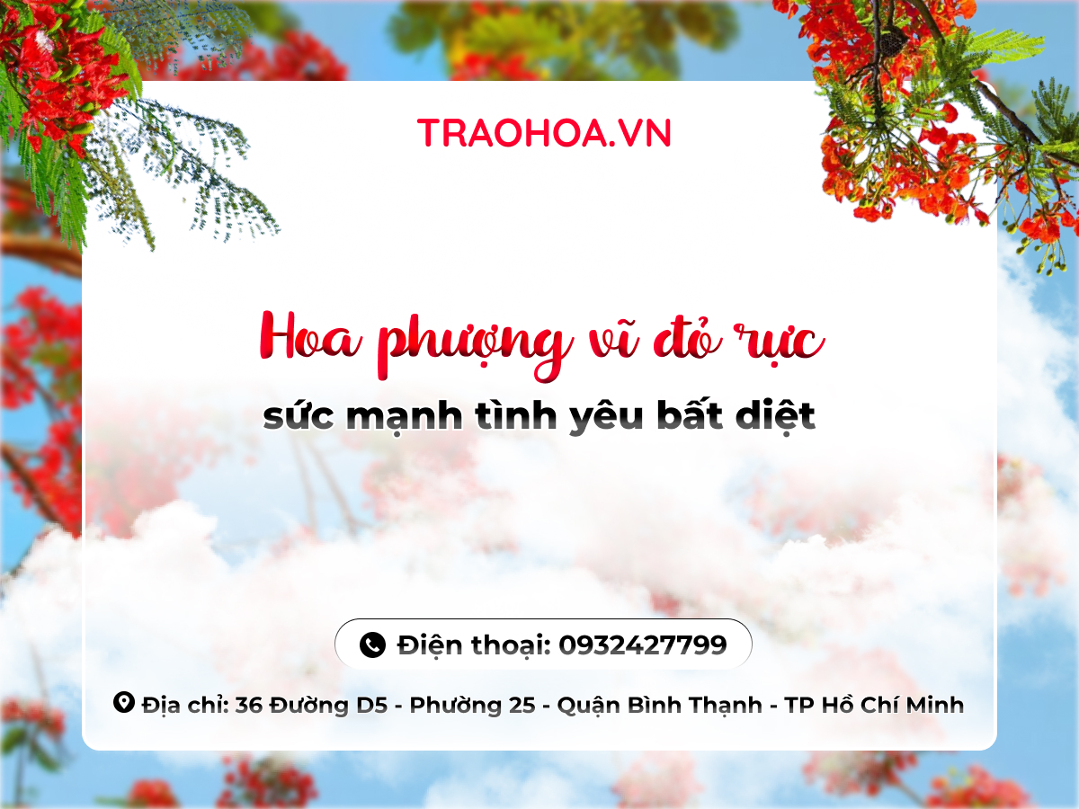 HOA PHƯỢNG VĨ ĐỎ RỰC: SỨC MẠNH TÌNH YÊU BẤT DIỆT