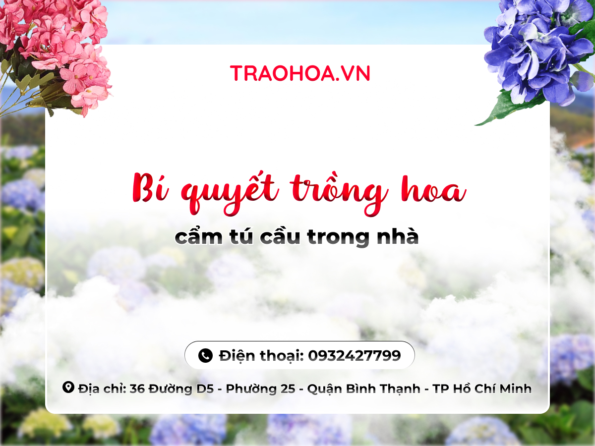 BÍ QUYẾT TRỒNG HOA CẨM TÚ CẦU TRONG NHÀ