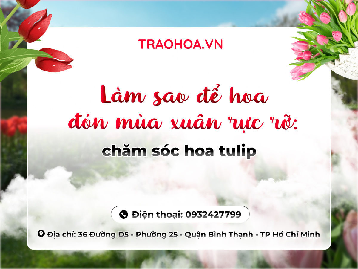 LÀM SAO ĐỂ HOA ĐÓN MÙA XUÂN RỰC RỠ: CHĂM SÓC HOA TULIP