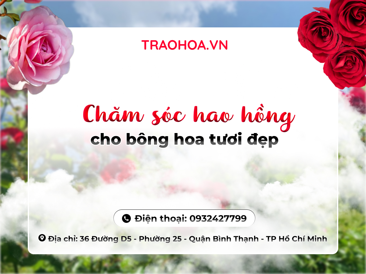 CHĂM SÓC HOA HỒNG CHO BÔNG HOA TƯƠI ĐẸP