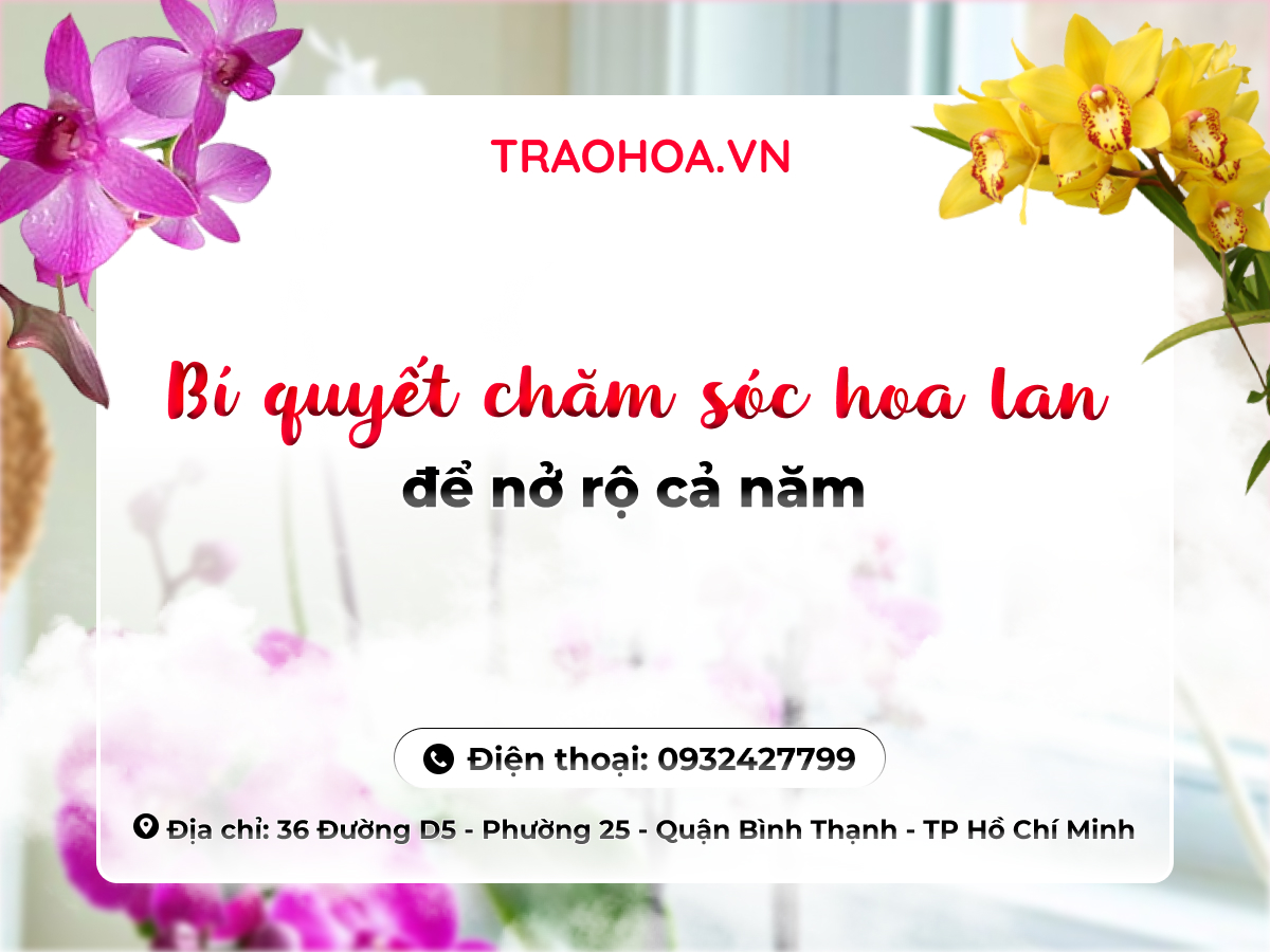 BÍ QUYẾT CHĂM SÓC HOA LAN ĐỂ NỞ RỘ CẢ NĂM