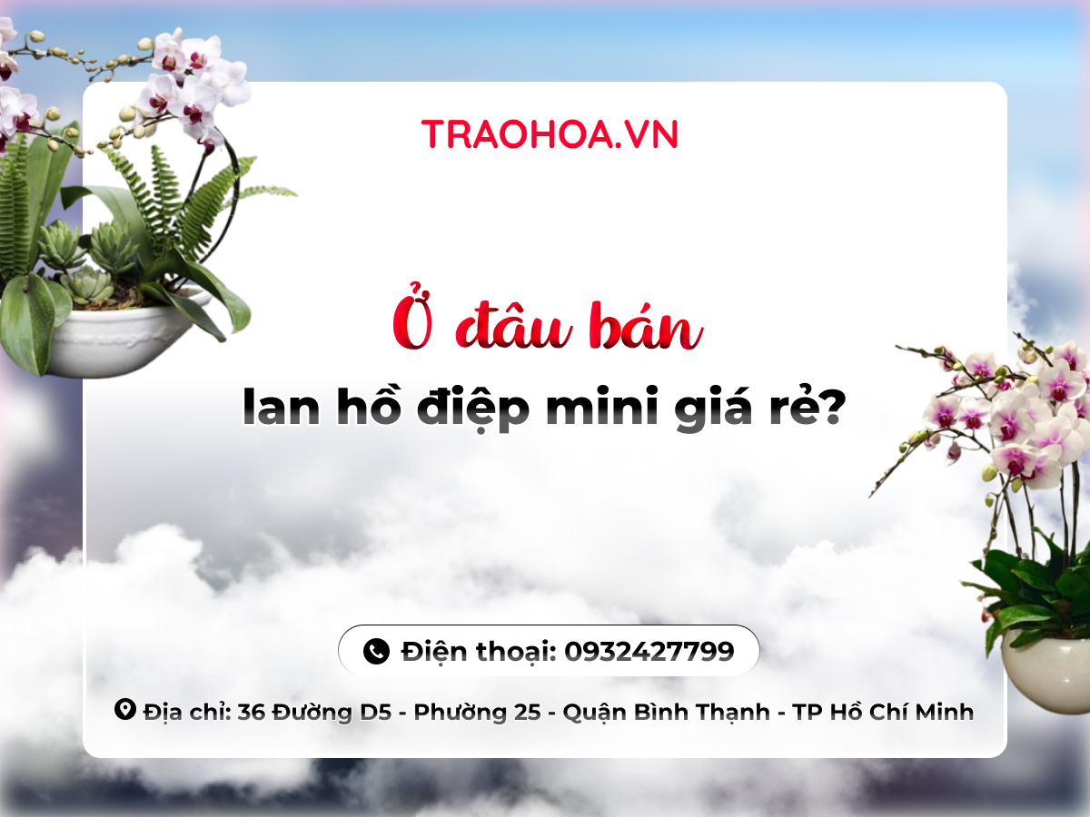 Ở đâu bán lan hồ điệp mini giá rẻ?