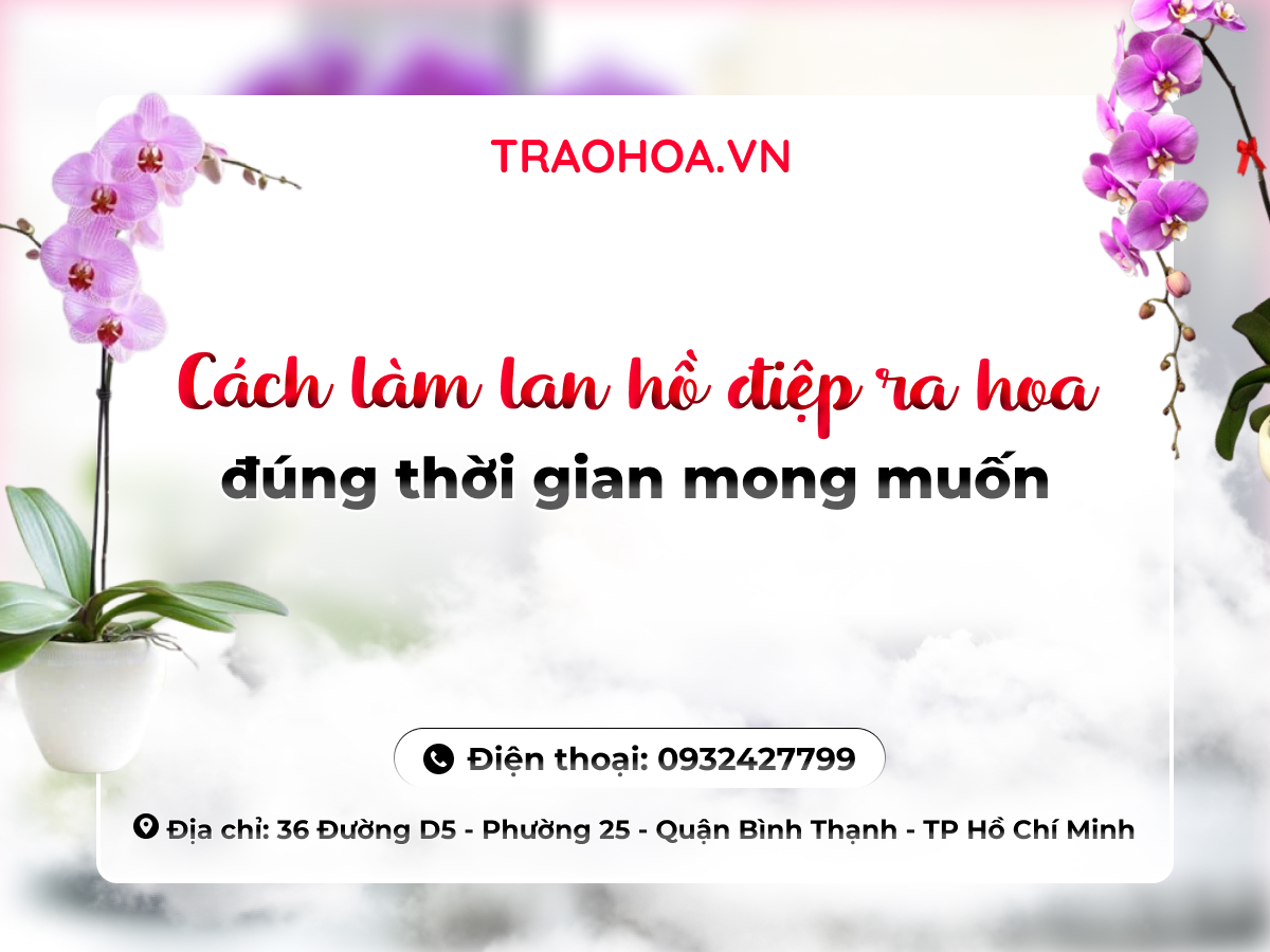 Cách làm lan hồ điệp ra hoa đúng thời gian mong muốn