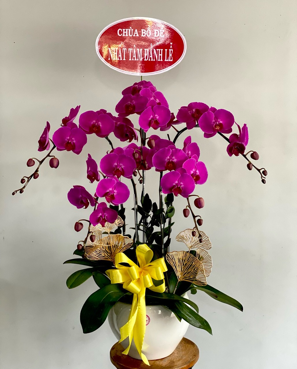 Lan Hồ Điệp - LS45