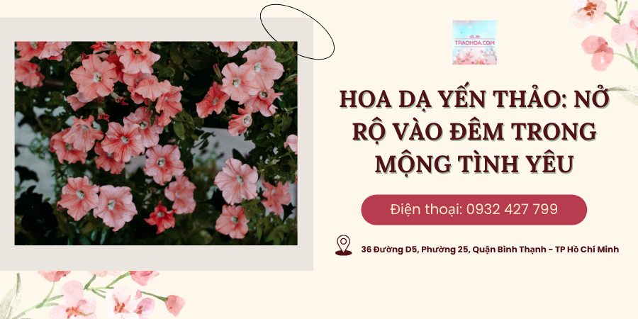 Hoa Dạ Yến Thảo: Nở Rộ Vào Đêm Trong Mộng Tình Yêu